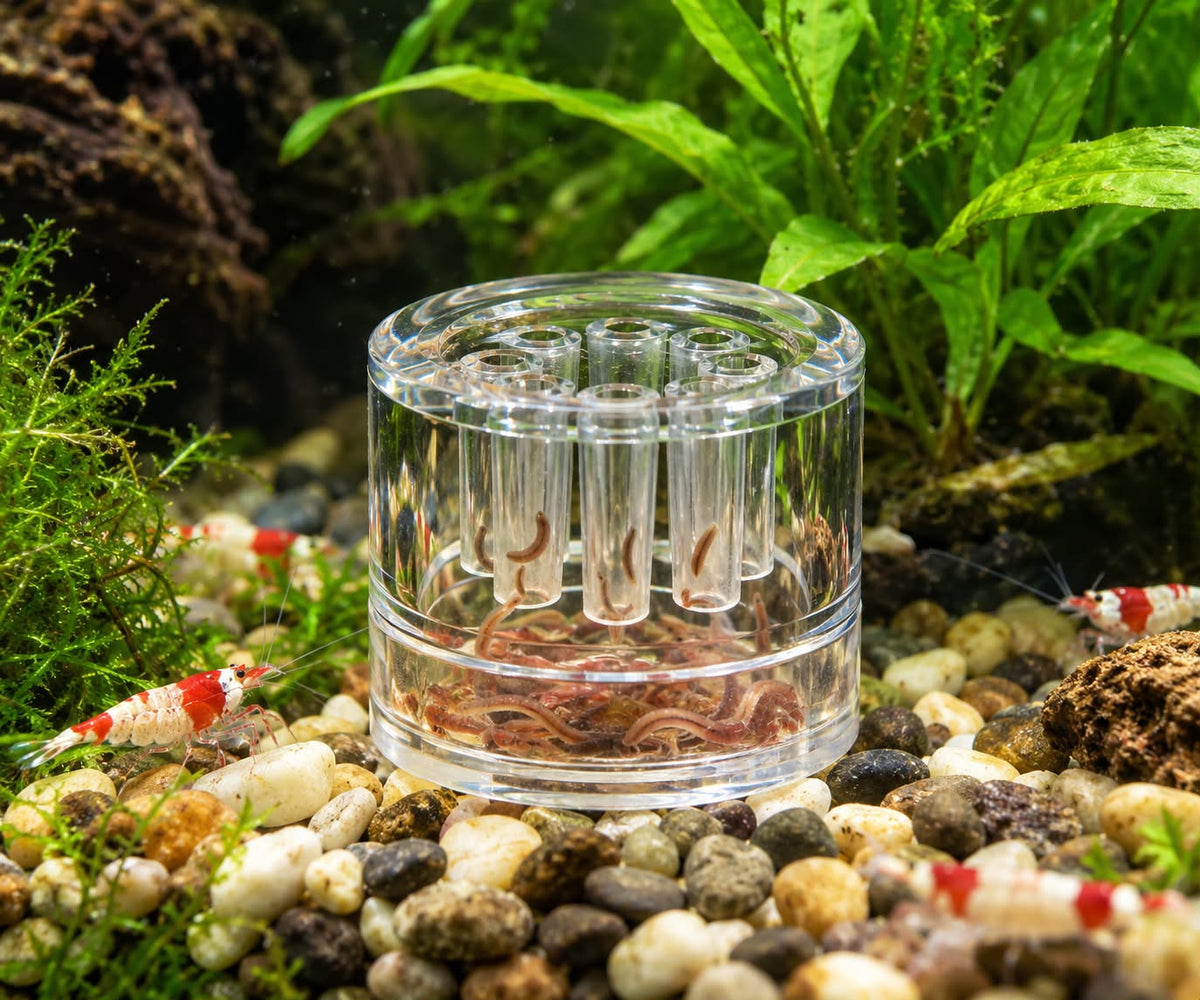 Glass Planaria Trap