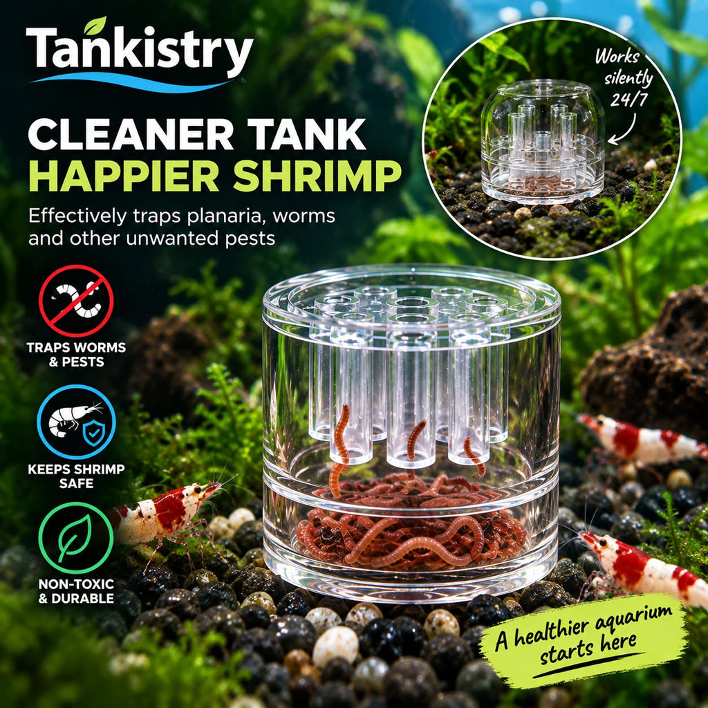 Glass Planaria Trap